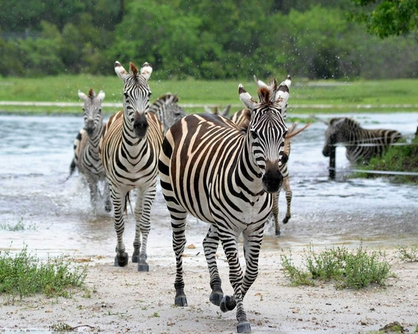 Lion Country Safari Image #8 Lion Country Safari Image #8