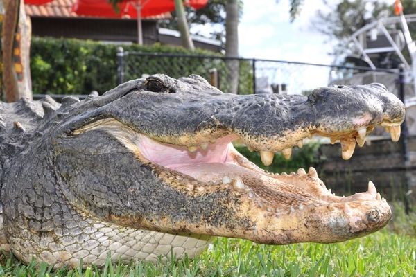 Everglades Safari Park Image #2 Everglades Safari Park Image #2